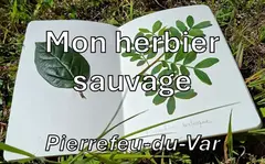 Herbier de plantes sauvages