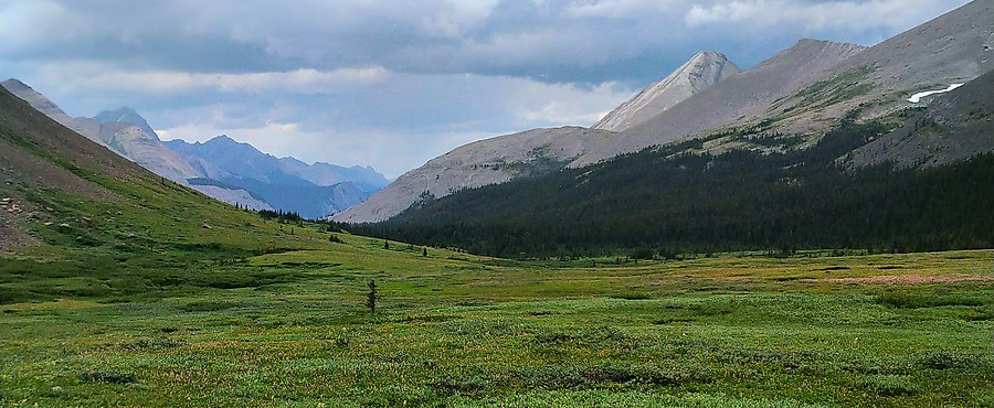 Fiddle Pass