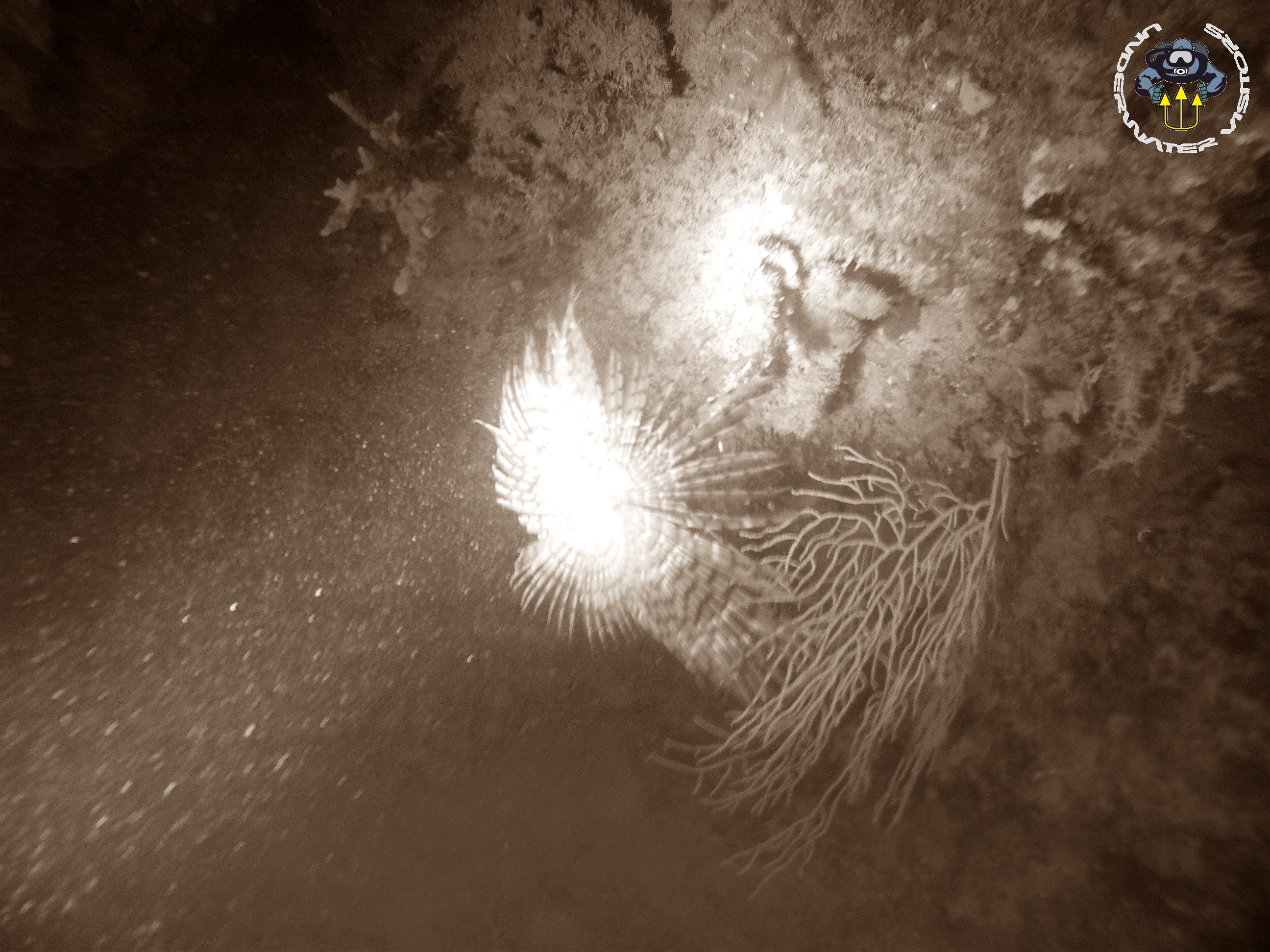 Spirografo
