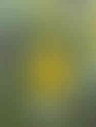 photograph of yellow wildflower with bee