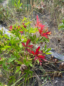 photograph of red wildflower in nature