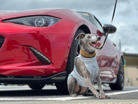院長不在のお知らせ(4/12)