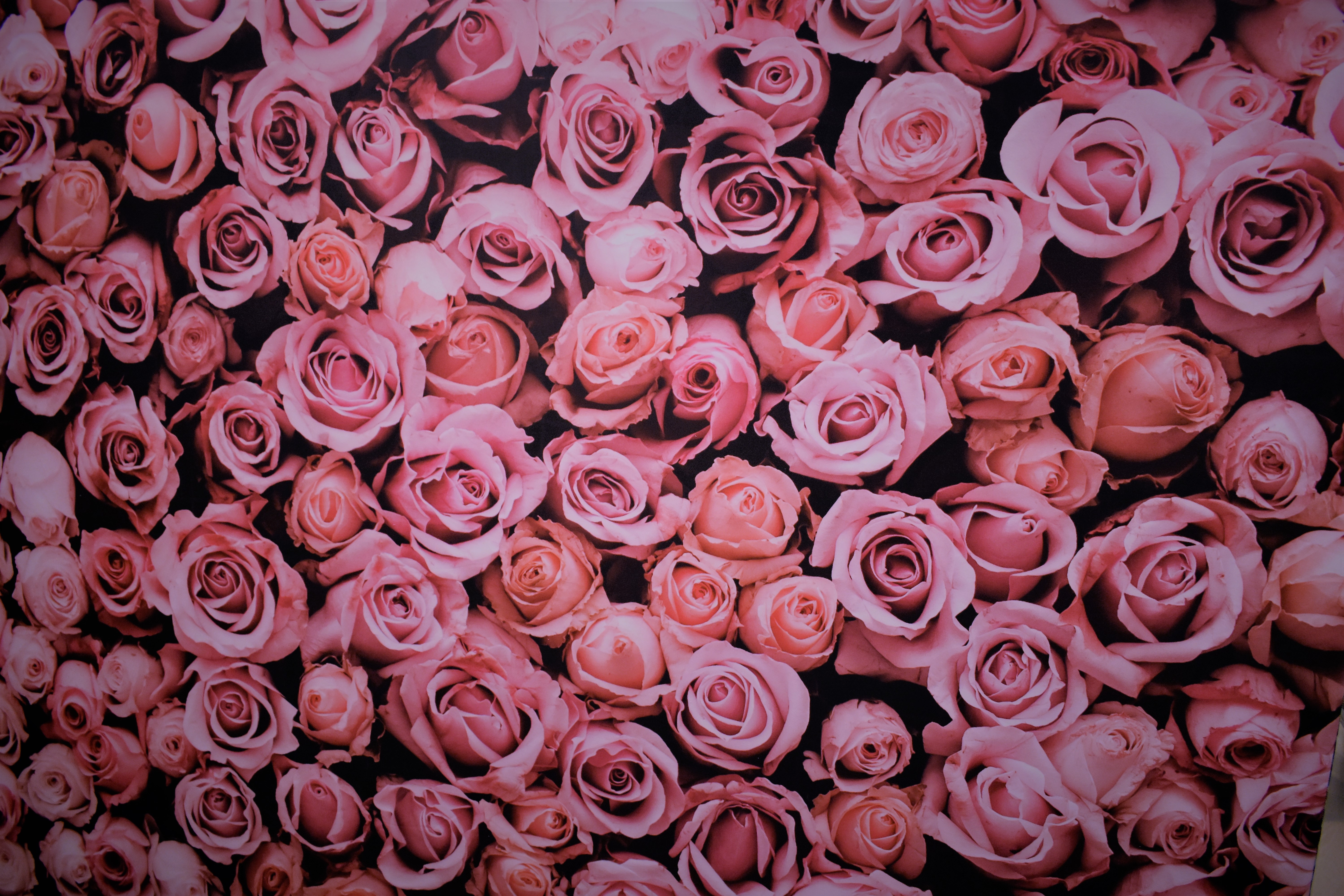 Pink Roses