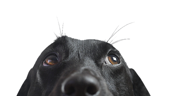 913019_1837f5d3252f46fa90be7ed179a8c37a~mv2.png.webp