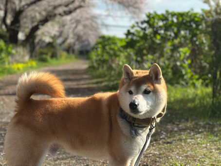 院長不在のお知らせ(4/20)