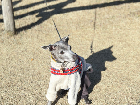 歯科診察お休みのお知らせ