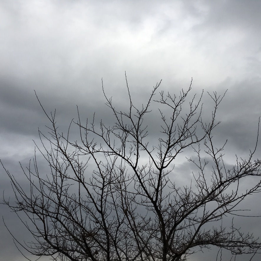 Tree without leaves with cloudy sky
