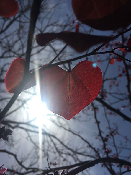 Heart-shaped leaf with sun behind
