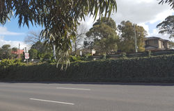Invasive Ivy Maroondah City Council