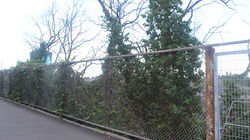 Invasive Ivy Flinders St Melbourne