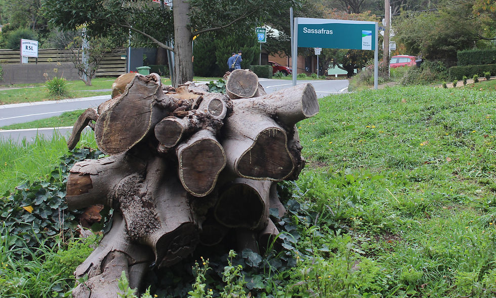 Invasive Ivy - Sassafras