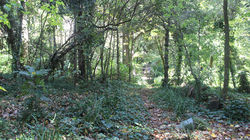 Invasive Ivy - Trees Adventure