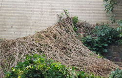 Earthly Pleasures Cafe Belgrave