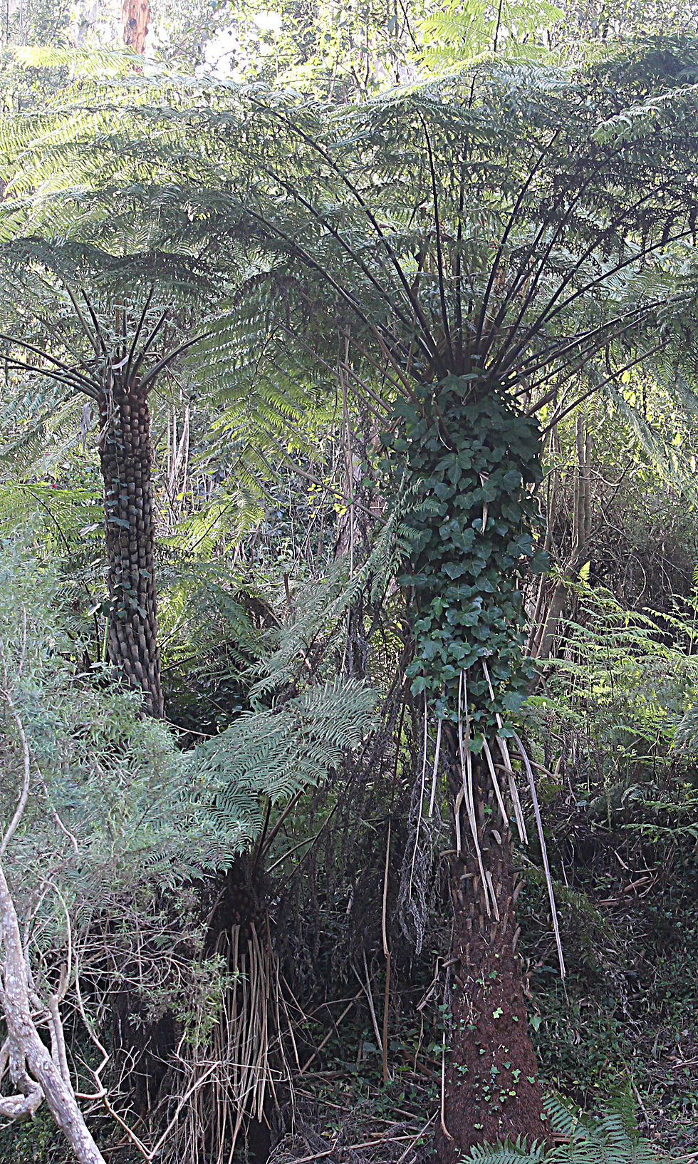 Invasive Ivy Tree Fern Weedinongs