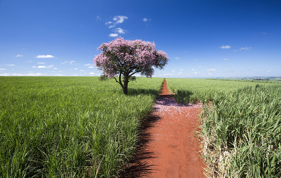A imagem mostra um canavial jovem, em fase de desenvolvimento, com um talhão de cana-de-açucar muito bem cuidado. Há uma estrada e um ipê roxo, em um dia de sol, com um céu azul e poucas nuvens. Uma linda paisagem de um canavial.
