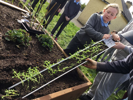 Vegetable and fruit garden. 