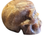 Thumbnail: Sunstone/moonstone skull