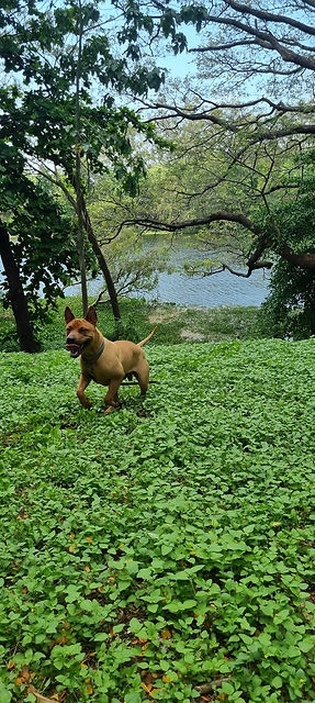 shar pei.jpg
