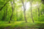 green-forest-landscape-with-trees-sun-light-going-through-leaves_104337-7177.jpeg