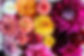 dahlia mix.jpeg