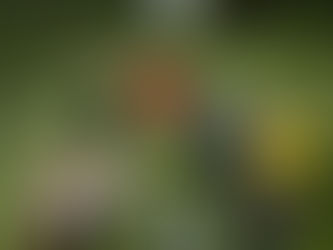 Adidas dévoile le ballon de la Coupe du Monde 2026