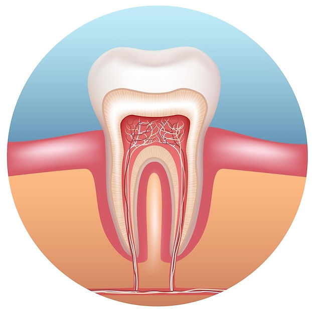 structure-human-tooth-anatomy-tooth-vector-illustration_396616-701.jpg