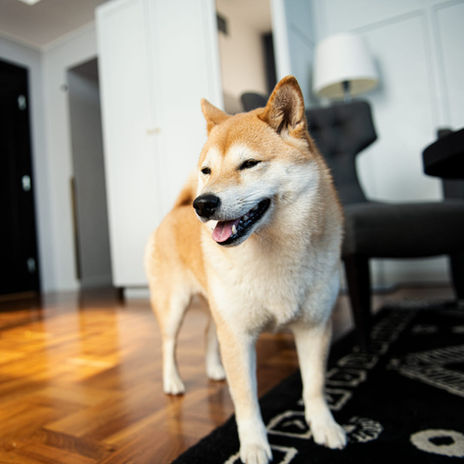 FørerhundHund .jpg