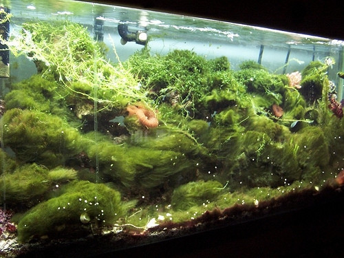 Fosfatos en el acuario