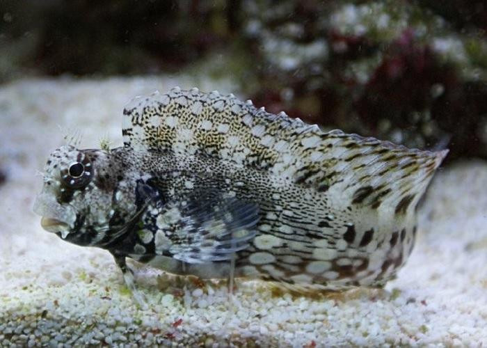 enfermedad peces acuario marino
