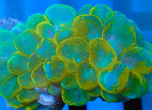 lps, coral burbuja, coral, acuario