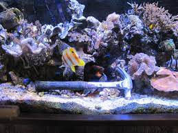 Metales pesados acuario