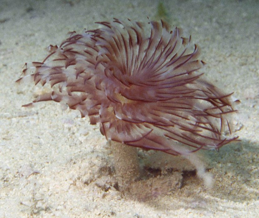 Sabellastarte indica