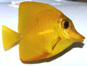 enfermedad peces acuario marino