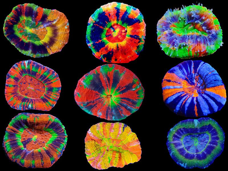 lps, coral, acuario, corales, scolimia