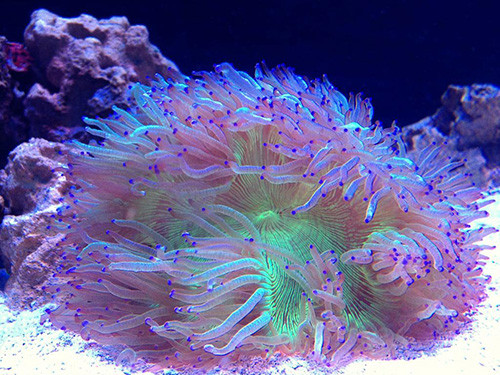 lps, coral, acuario, corales, coral elegante, coral elegant