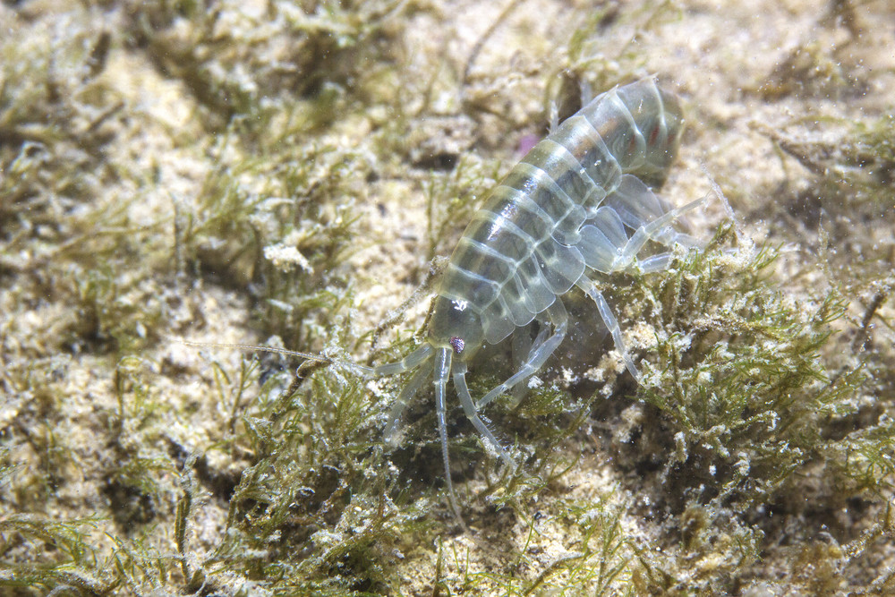 Anfípodo Acuario