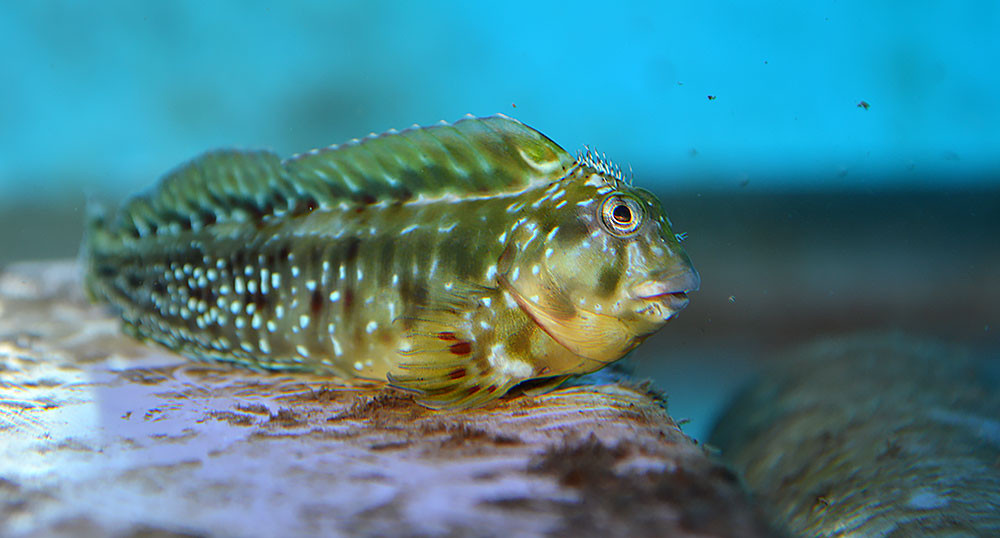 Molly Miller Blenny