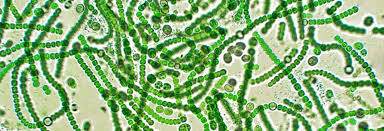 cianobacteria acuario marino