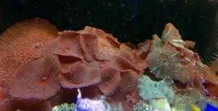 discosoma