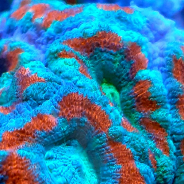 Acanthastrea