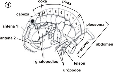 anfipodo