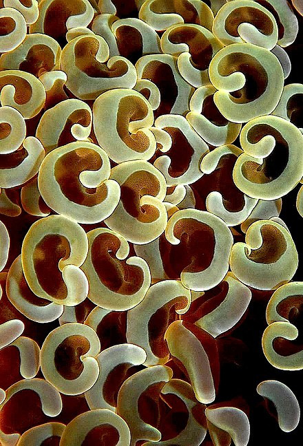 Fimbriaphyllia, LPS, euphillia