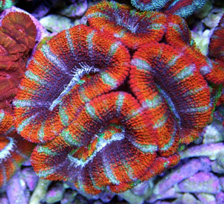 Acanthastrea