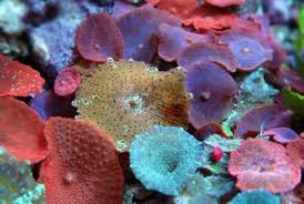 Discosoma