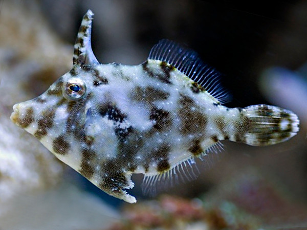 Acreichthys tomentosus, filefish