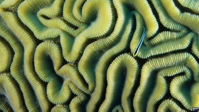 Holobionte coralino