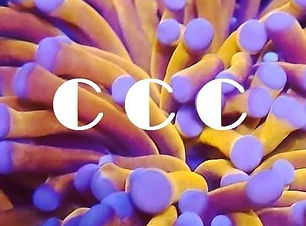 City Corals Collectors