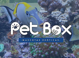 Pet Box