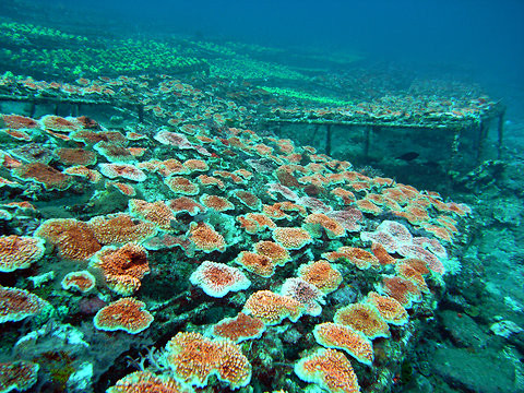 maricultura corales