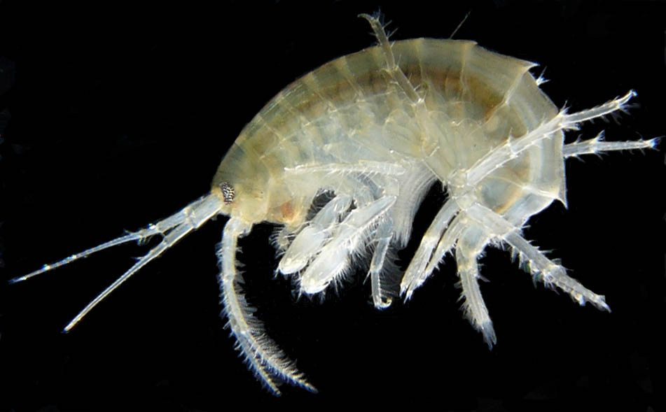 Stygotantulus stocki